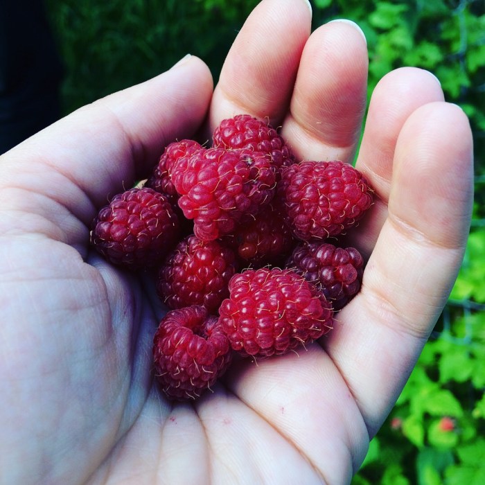 Online foraging tutorials