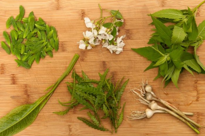 Online foraging tutorials